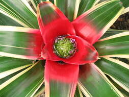 Image of neoregelia