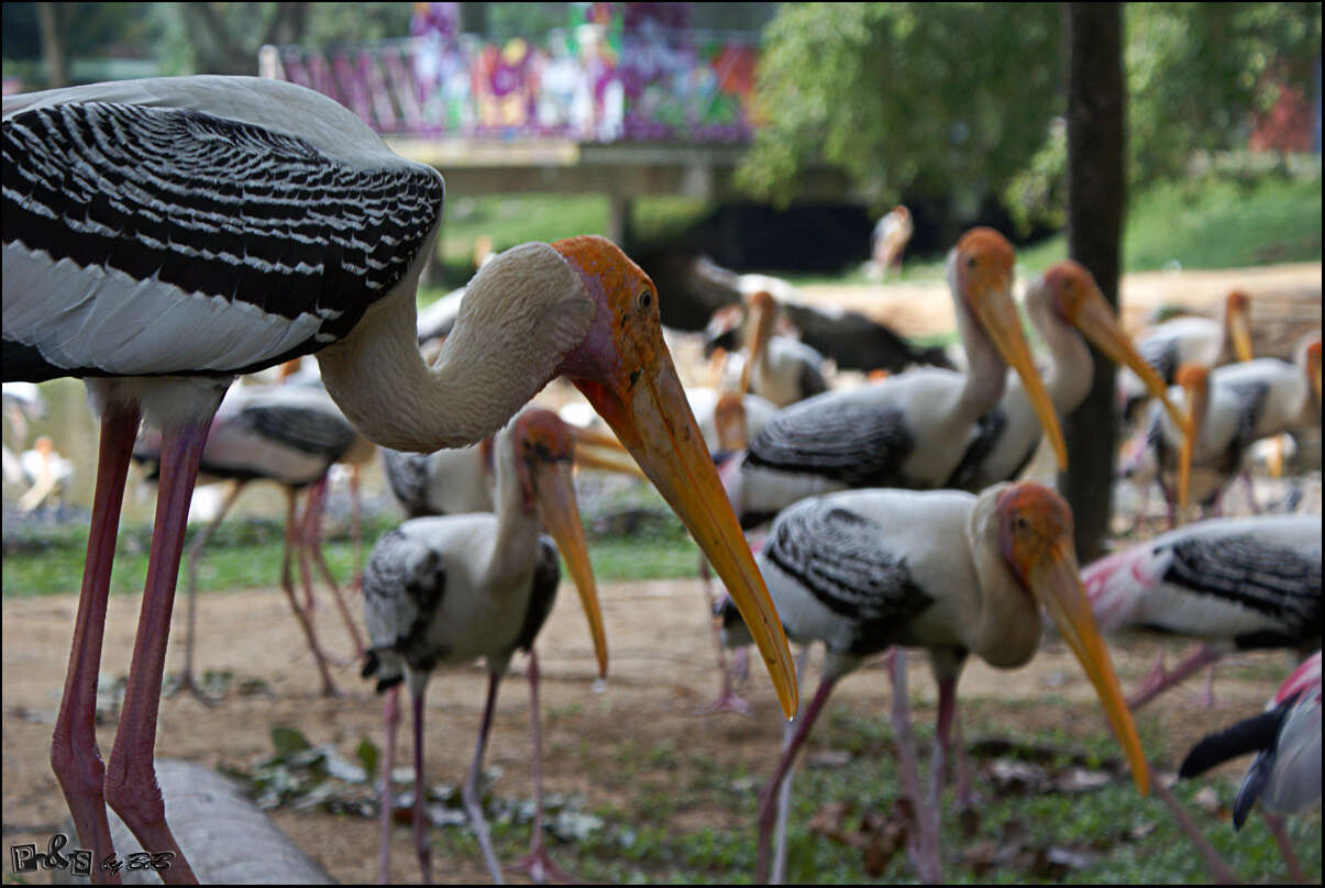 Image of Painted Stork