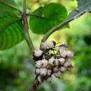 Image of Mycetia pubifolia (Pit.) Razafim. & B. Bremer