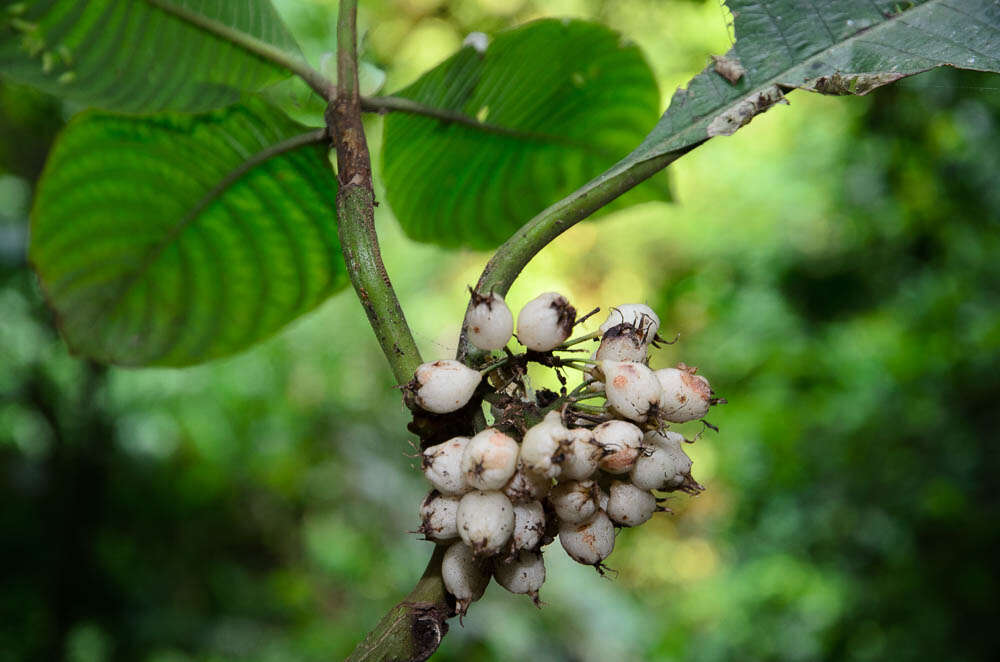 Image of Mycetia pubifolia (Pit.) Razafim. & B. Bremer