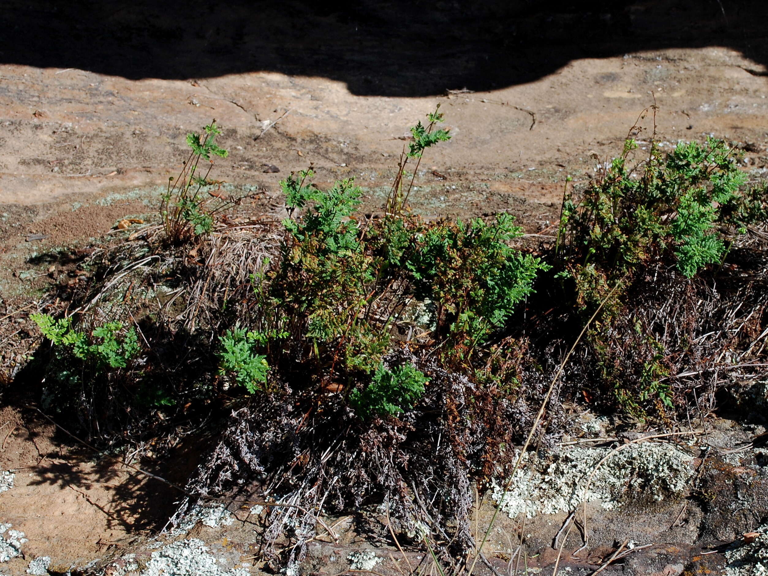 Image of Cheilanthes austrotenuifolia H. M. Quirk & T. C. Chambers