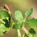 Image of Teucrium chamaedrys subsp. chamaedrys