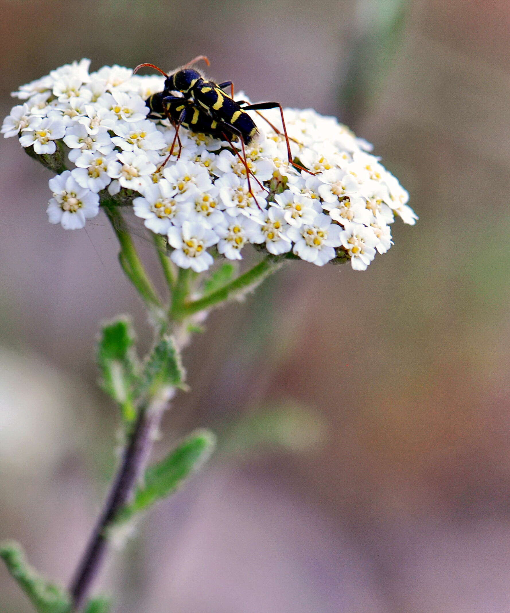 Image of Clytus