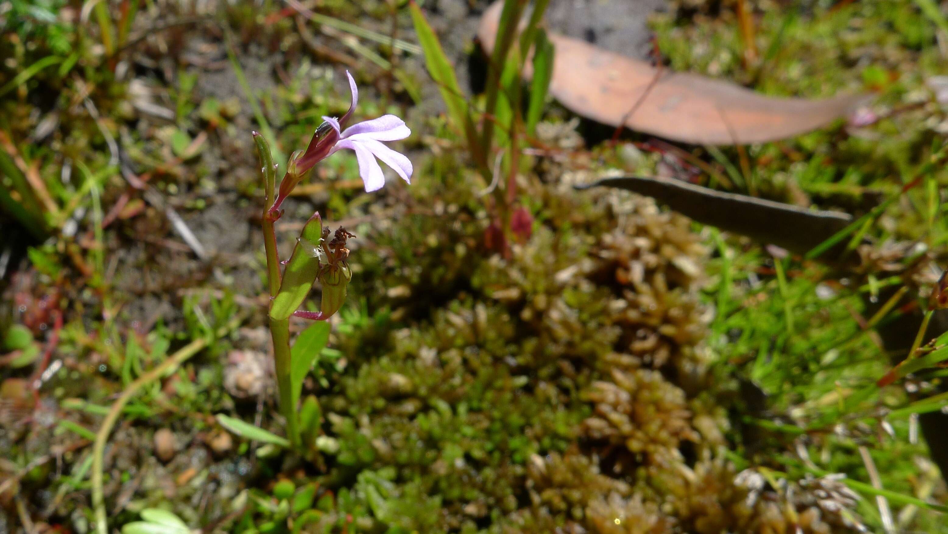 Image de Lobelia purpurascens R. Br.