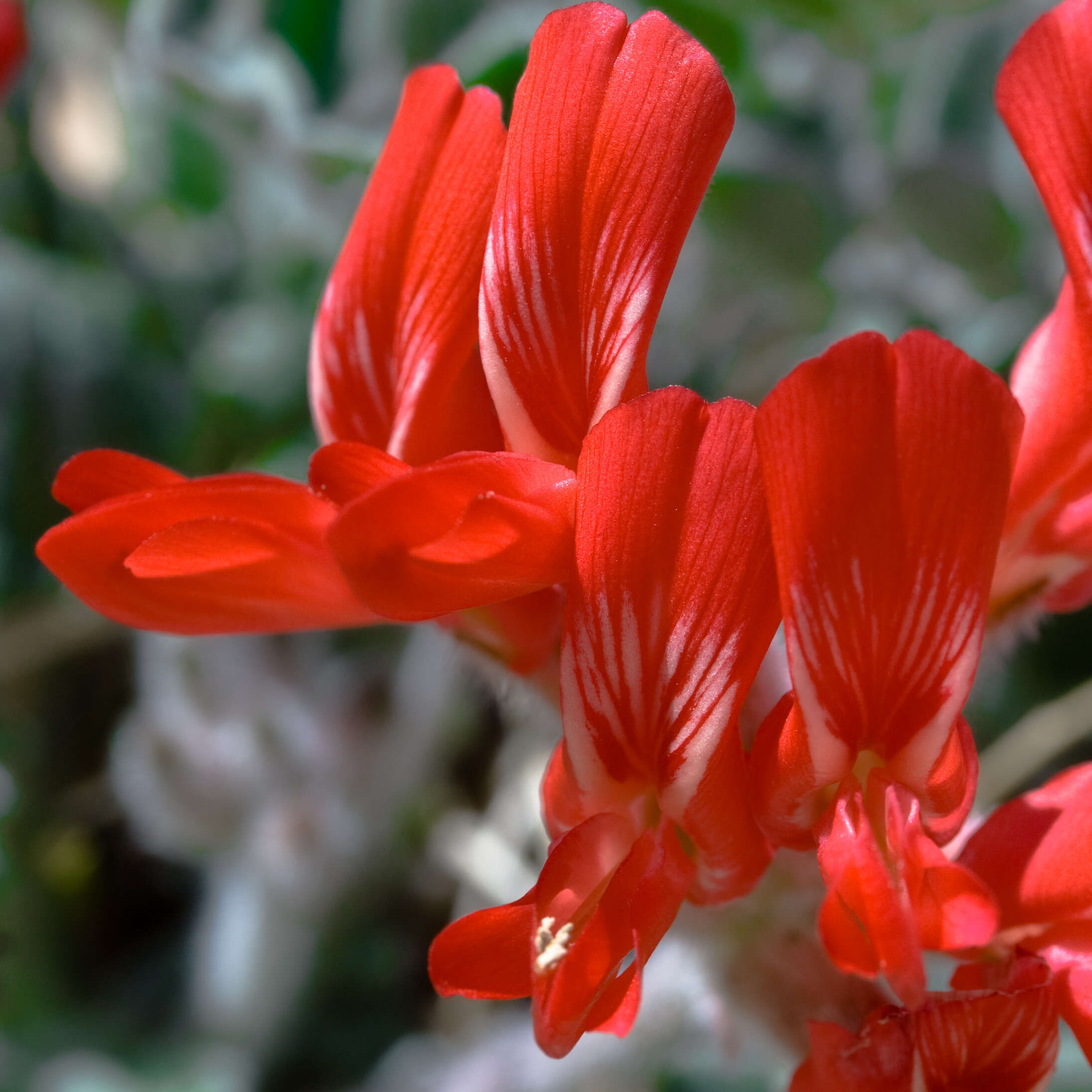 Image of scarlet milkvetch