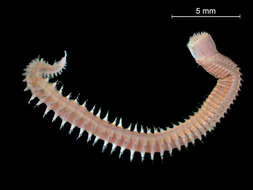Image of catworms