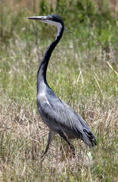 Image of Black-headed Heron