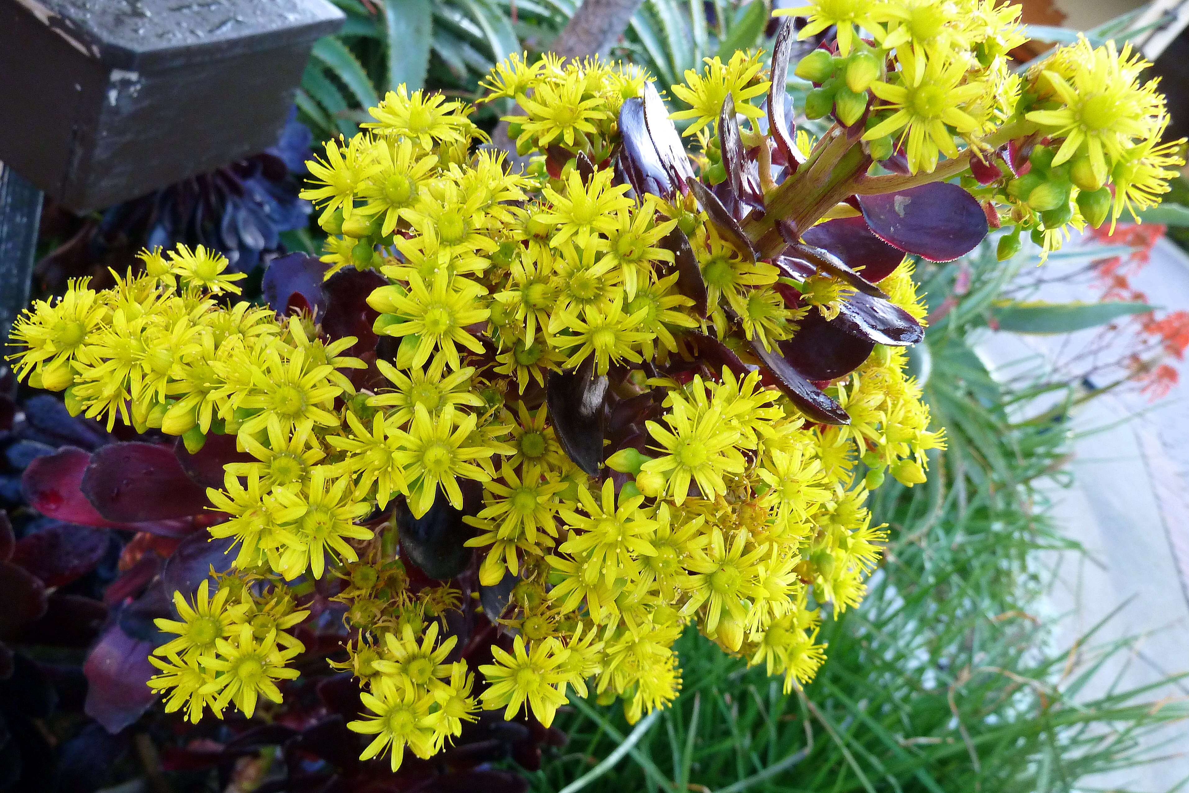 Image of aeonium