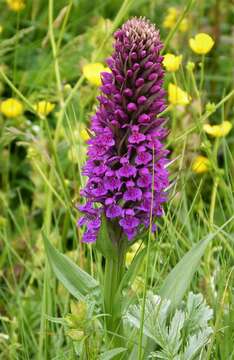 Image of Northern Marsh-orchid