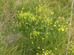 Image of broadnineleaf biscuitroot