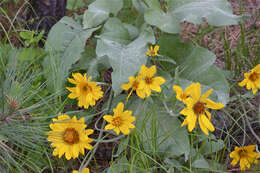 Image de Balsamorhiza