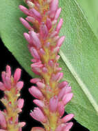 Image of Pinkweeds