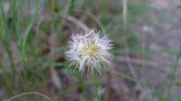 Image of Vittadinia cuneata DC.