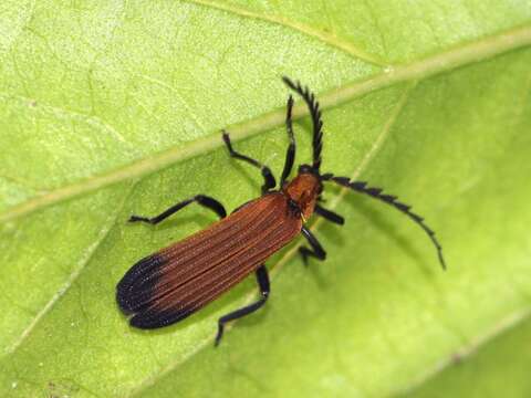 Image of net-winged beetles