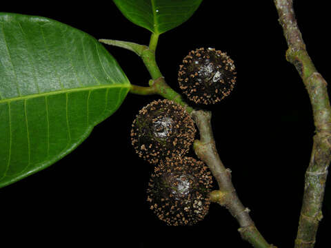 Image of cow tree