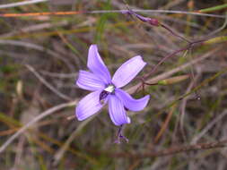 Image of Agrostocrinum