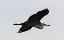 Image of Pacific Heron