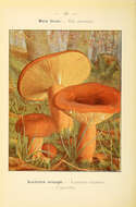 Image of Milk Cap Mushrooms