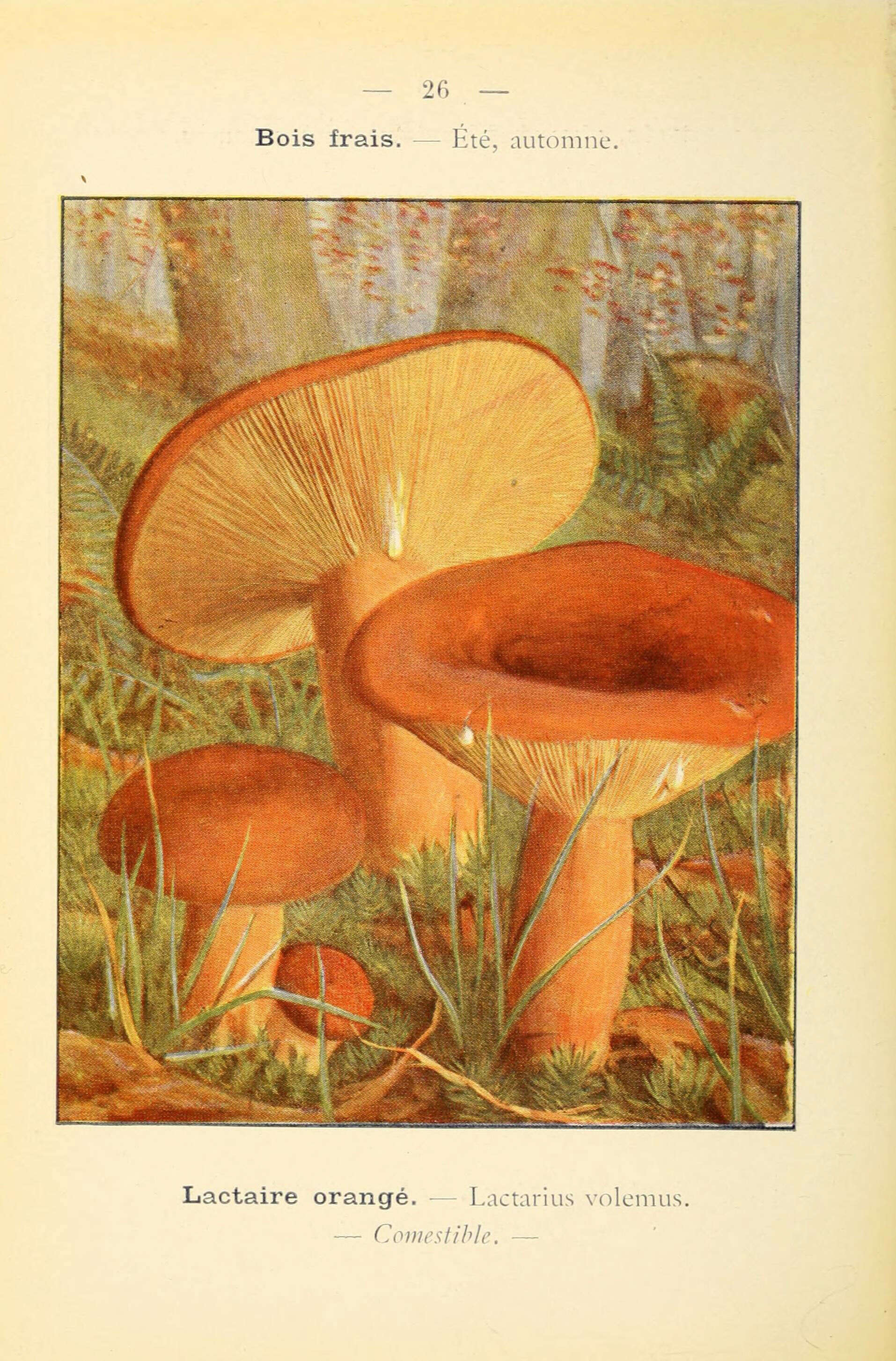 Image of Tawny Milkcap