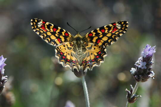 Image of Zerynthia rumina (Linnaeus 1758)