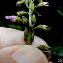 صورة Poecilanthe falcata (Vell.) Heringer