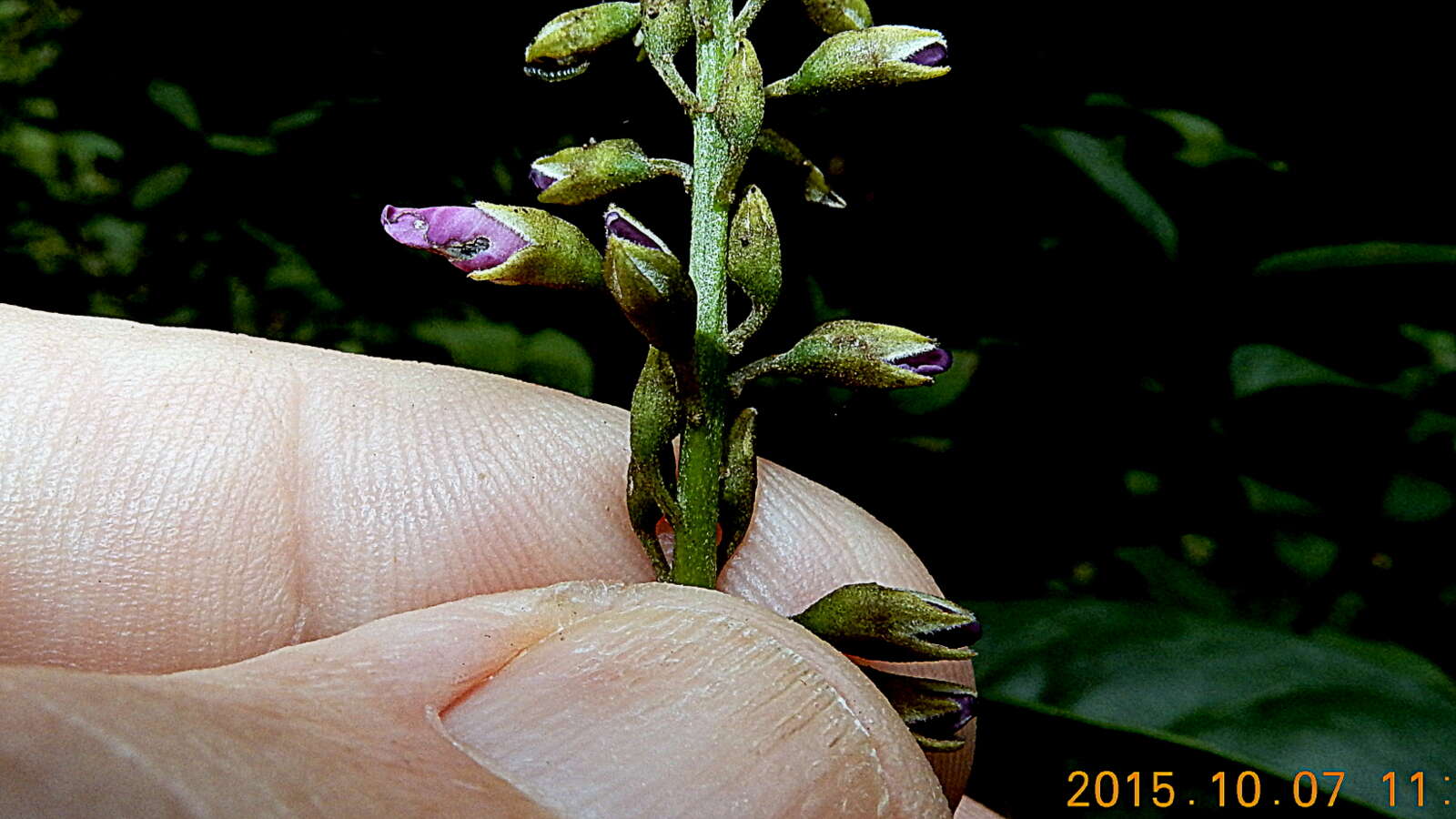 Image of Poecilanthe