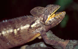 Image of Malagasy chameleons