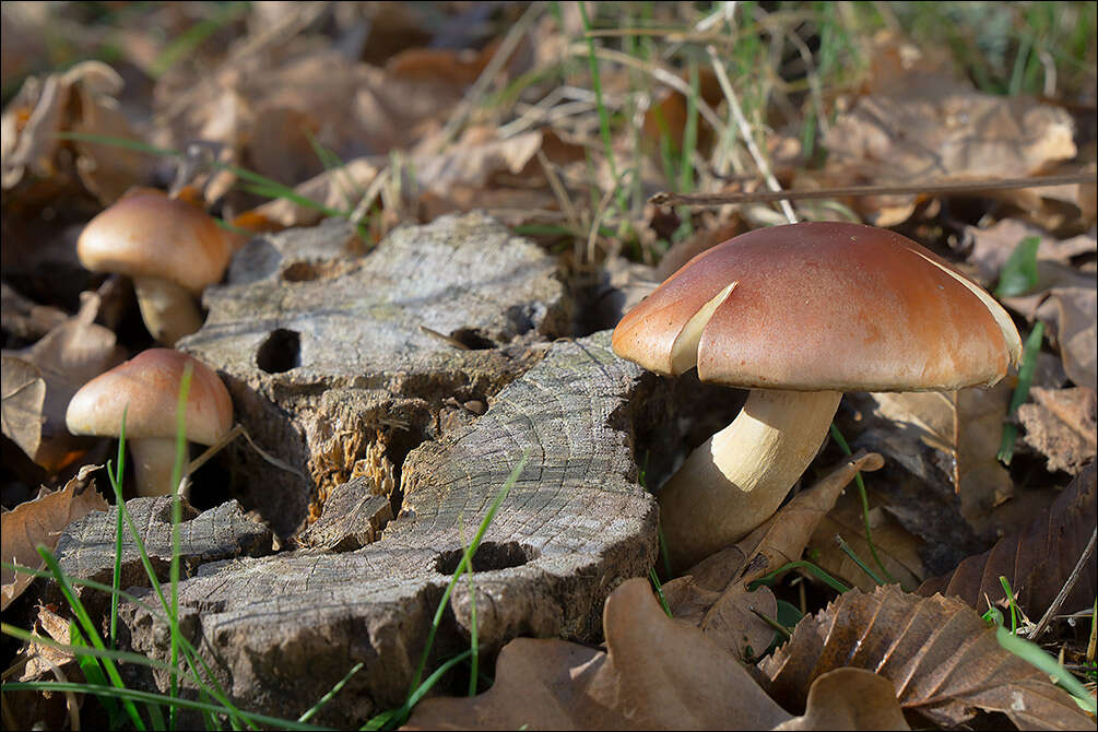 Image of Hypholoma