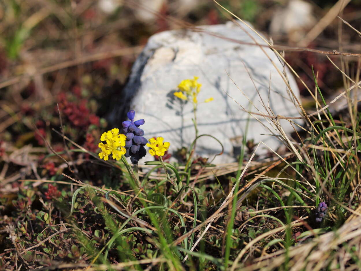 Image of starch grape hyacinth