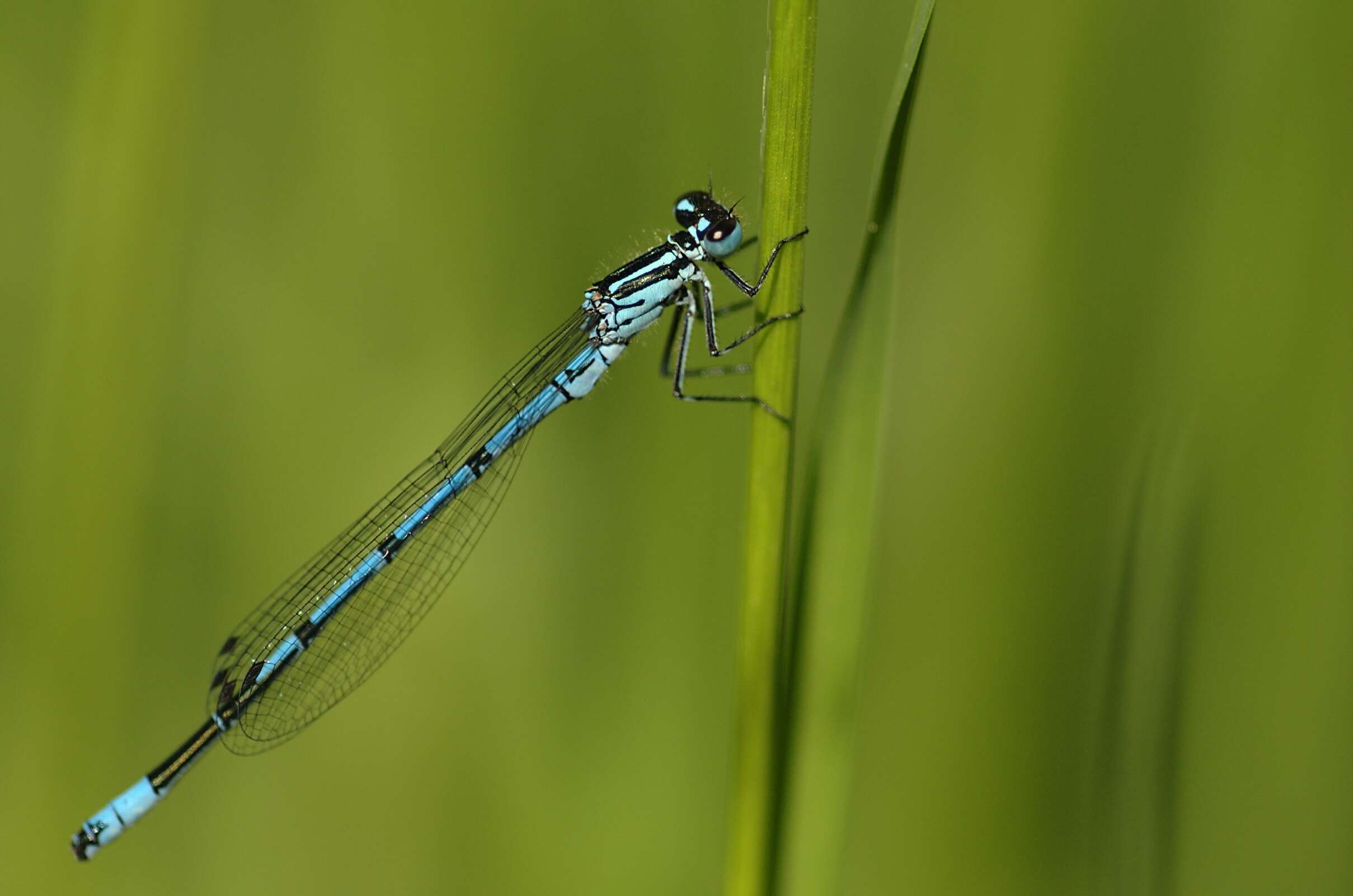 Imagem de Coenagrion puella (Linnaeus 1758)