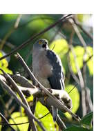 Image of Fiji Goshawk