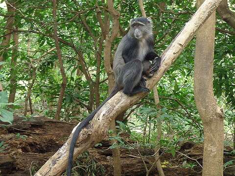 Image of blue monkey