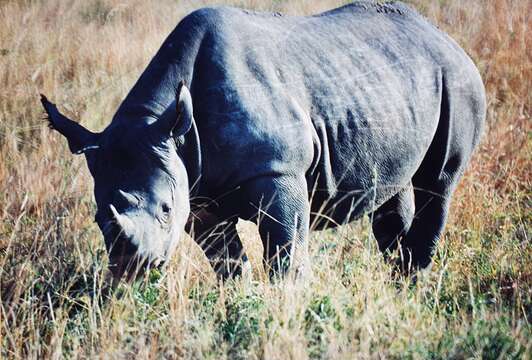 Image of Black Rhinoceros