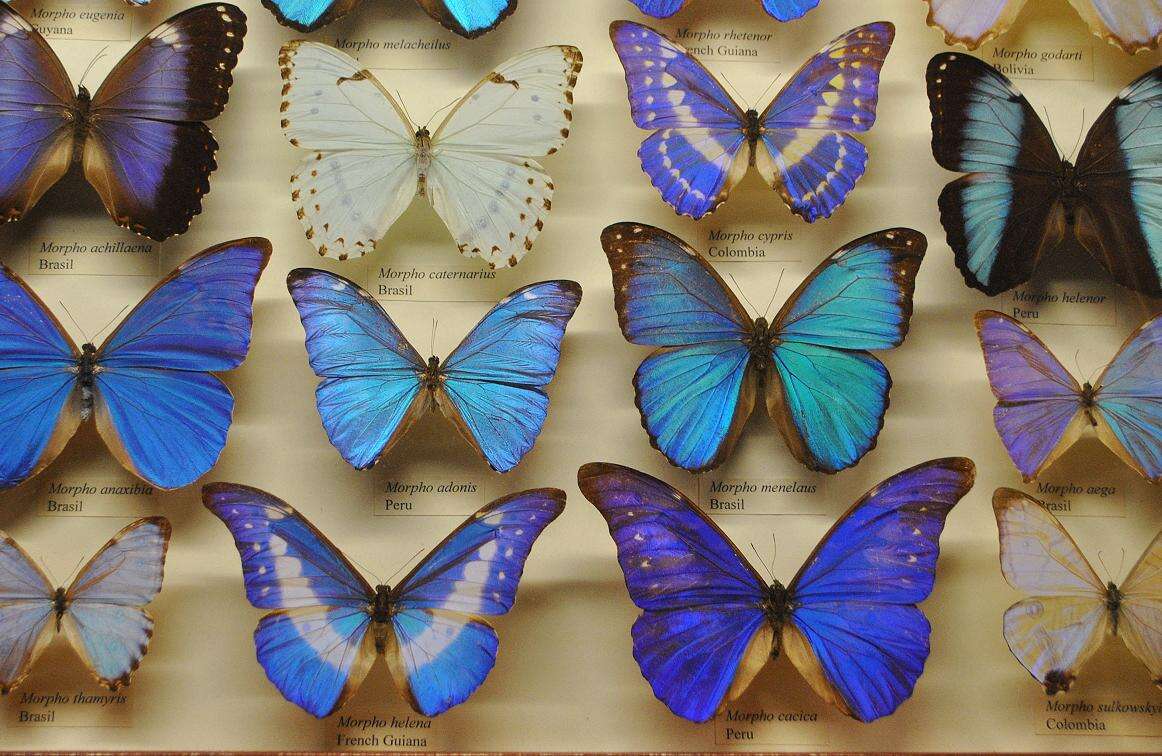 Sivun Morpho menelaus Linnaeus 1758 kuva