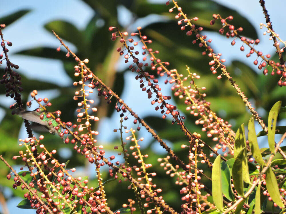 Image of Sarcopera sessiliflora (Triana & Planch.) H. G. Bedell