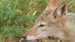 Image of coyote