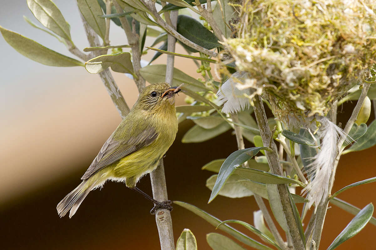 Image of Acanthizidae