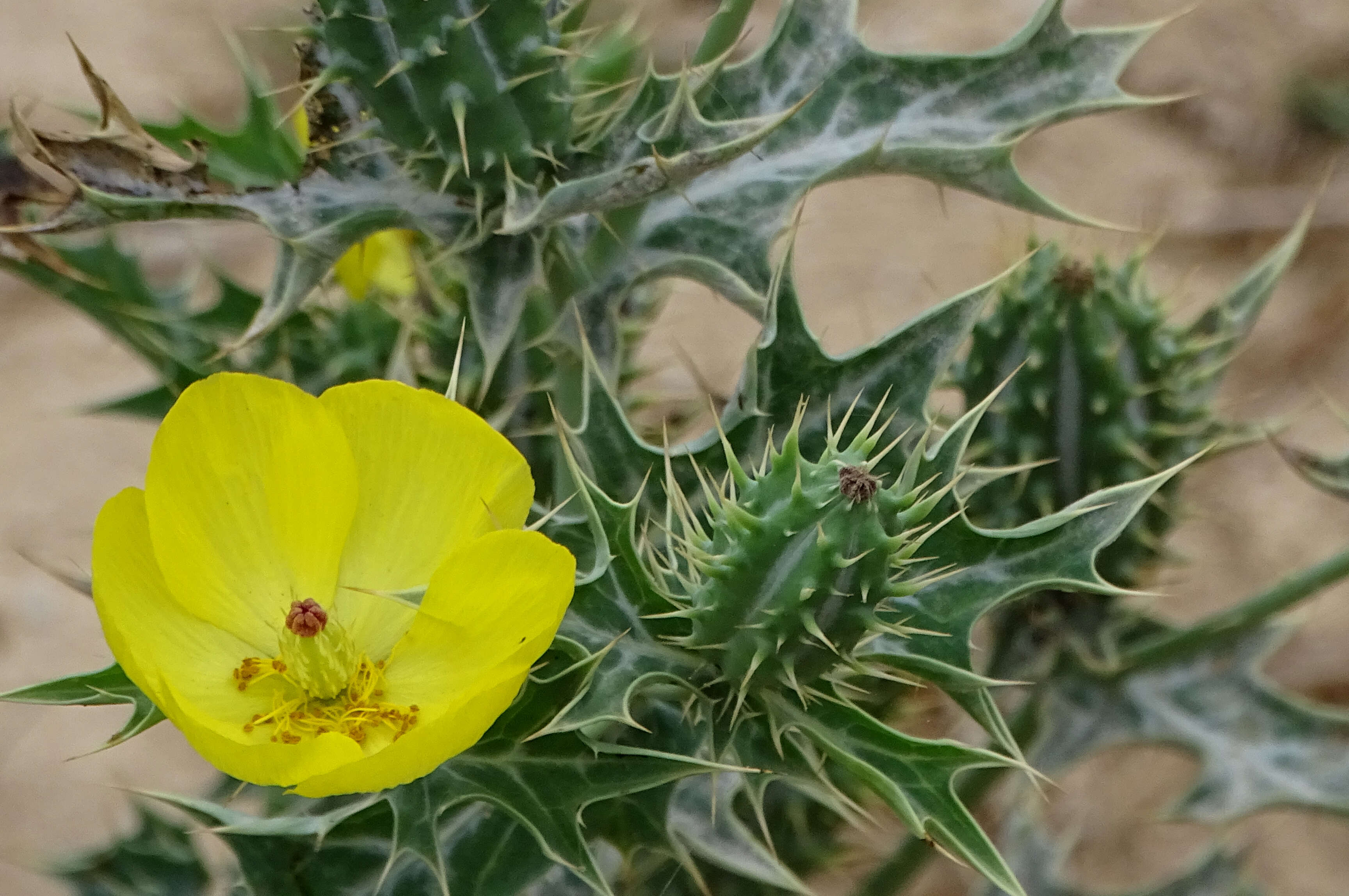 Image of pricklypoppy