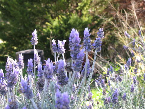 Image of English Lavendar