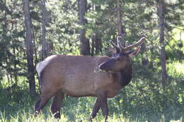 Image of North American elk