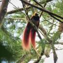 Image of Raggiana Bird-of-Paradise