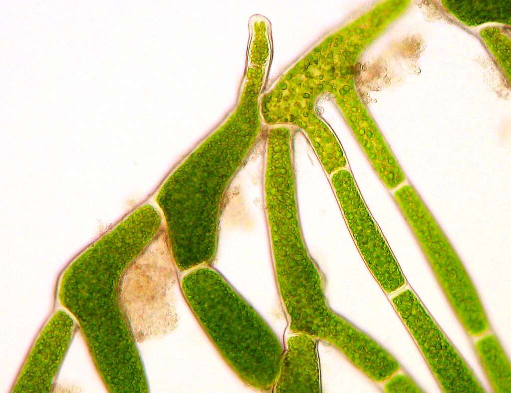 Image of Cladophorales