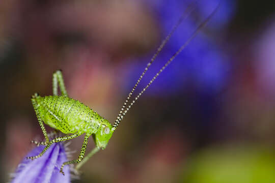 Image of speckled bush-cricket