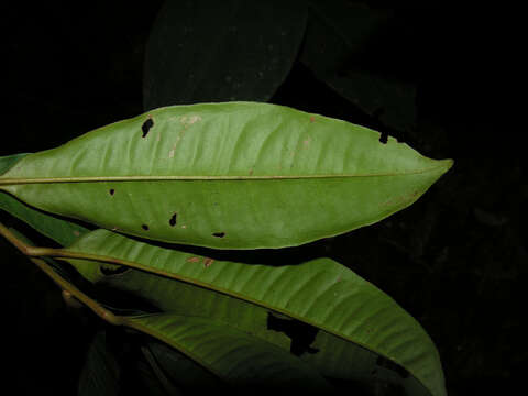 Plancia ëd Ardisia dunlapiana P. H. Allen