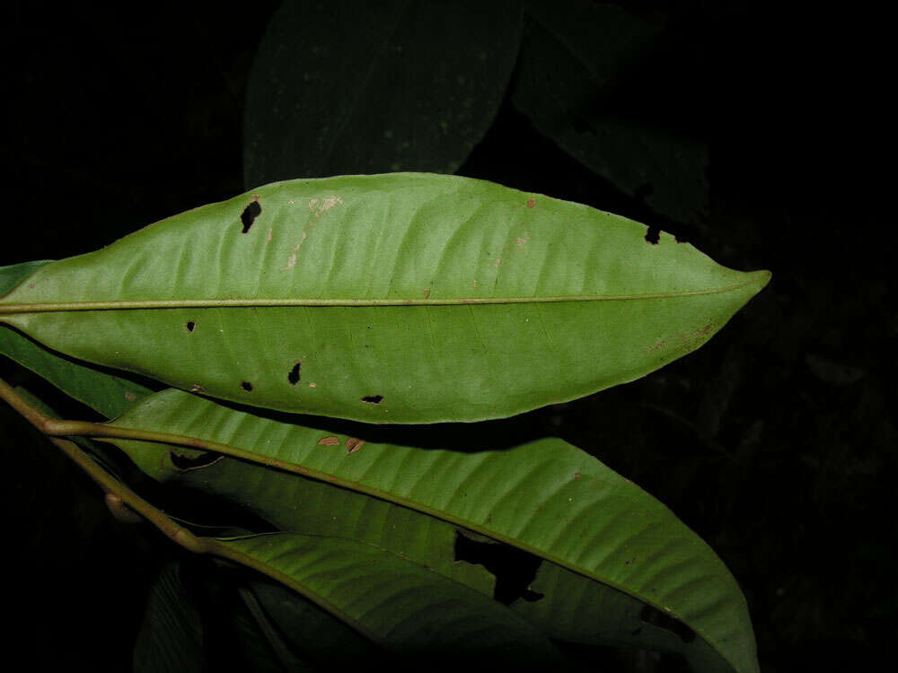 Plancia ëd Ardisia dunlapiana P. H. Allen