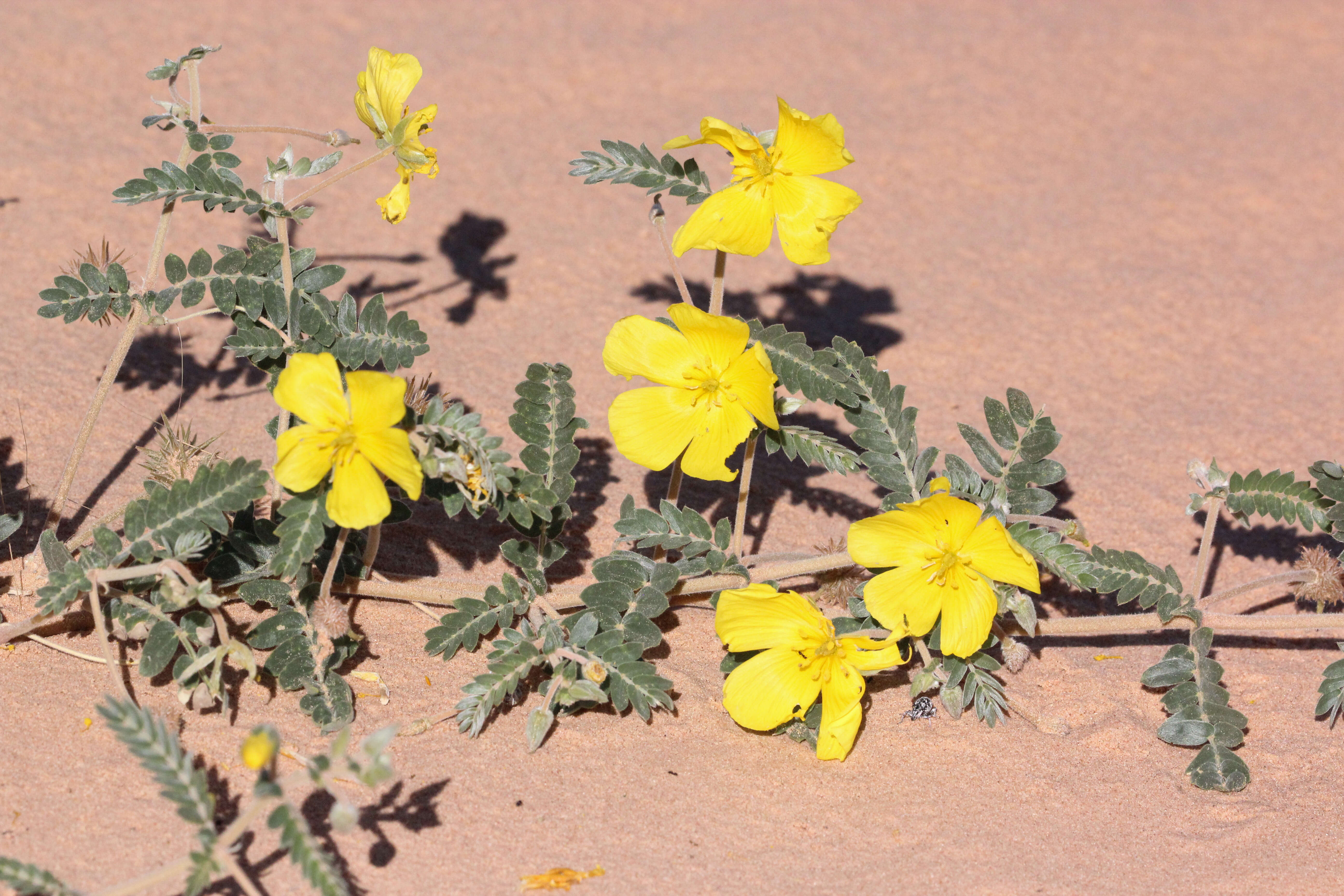 Image de Tribulus