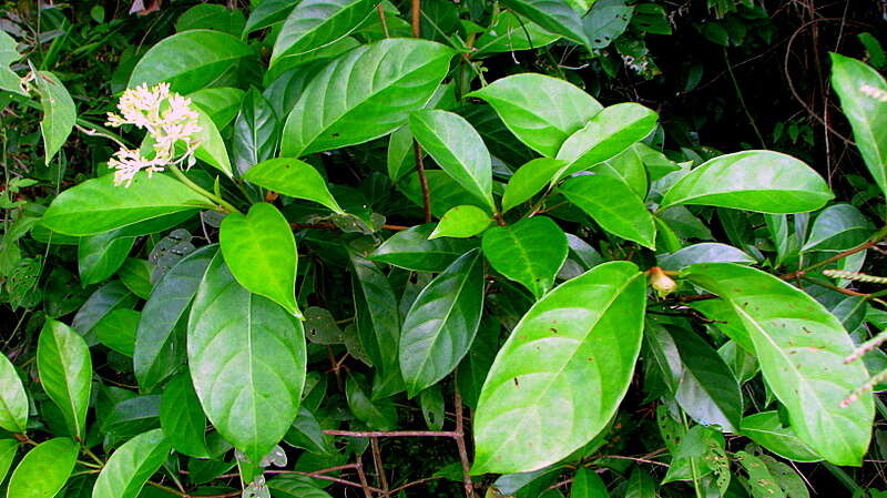 Image of Psychotria mapourioides DC.
