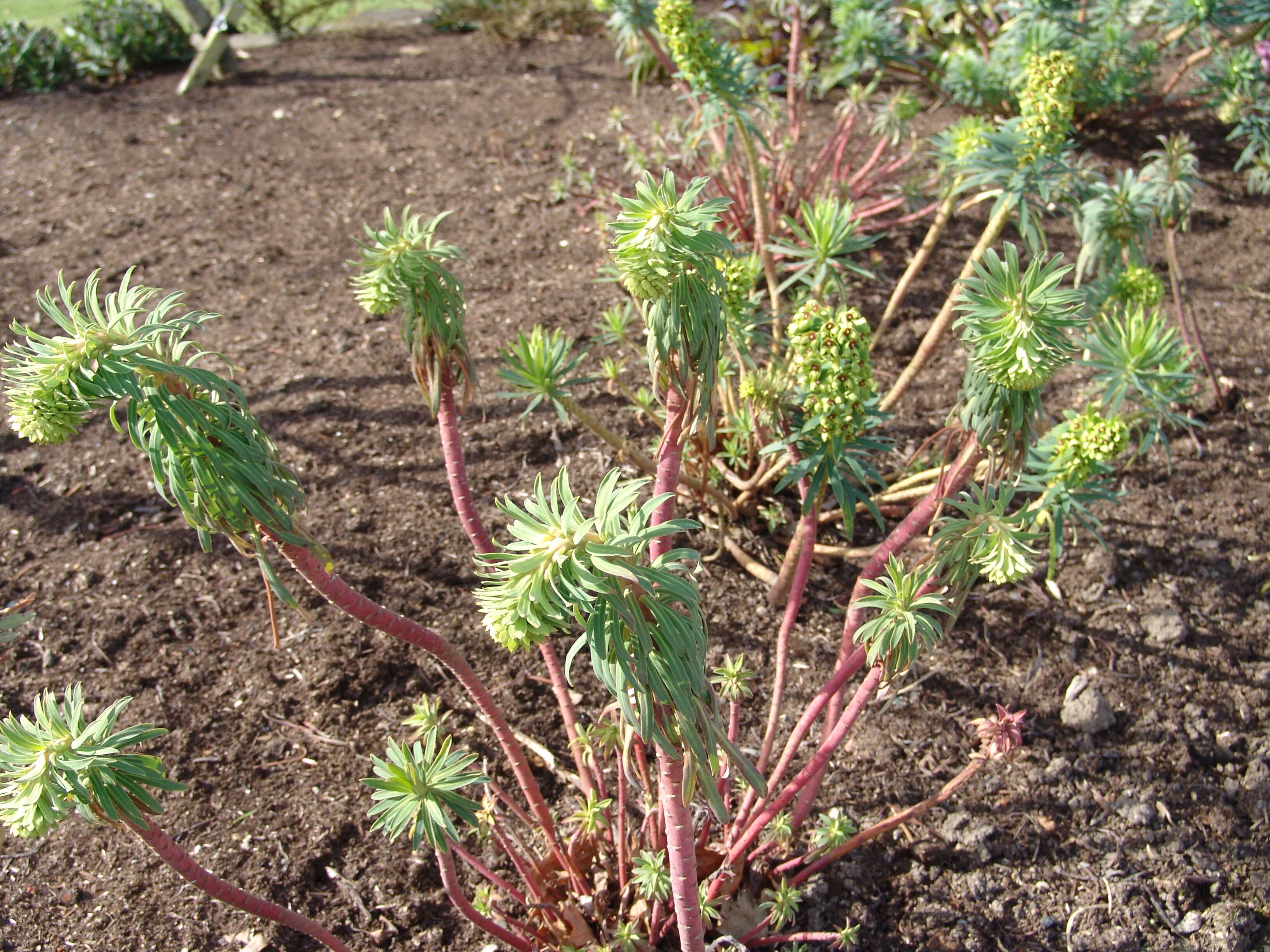 Image of Albanian spurge