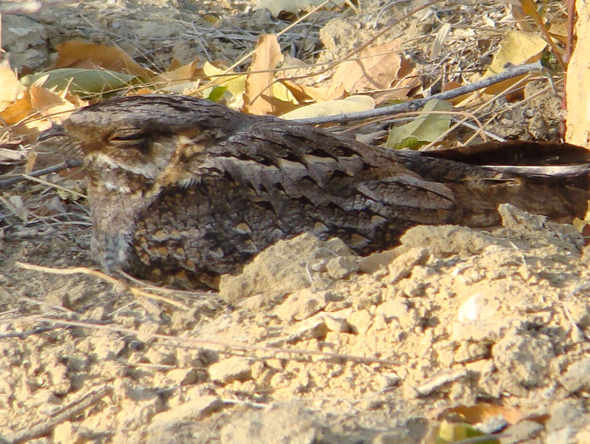 Image of Madagascan Nightjar