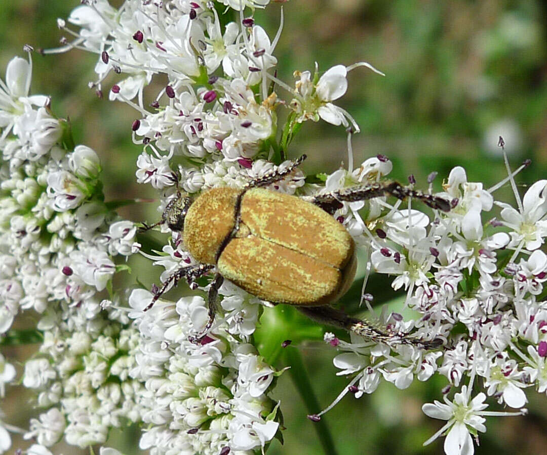 Sivun Hoplia chlorophana Erichson 1848 kuva